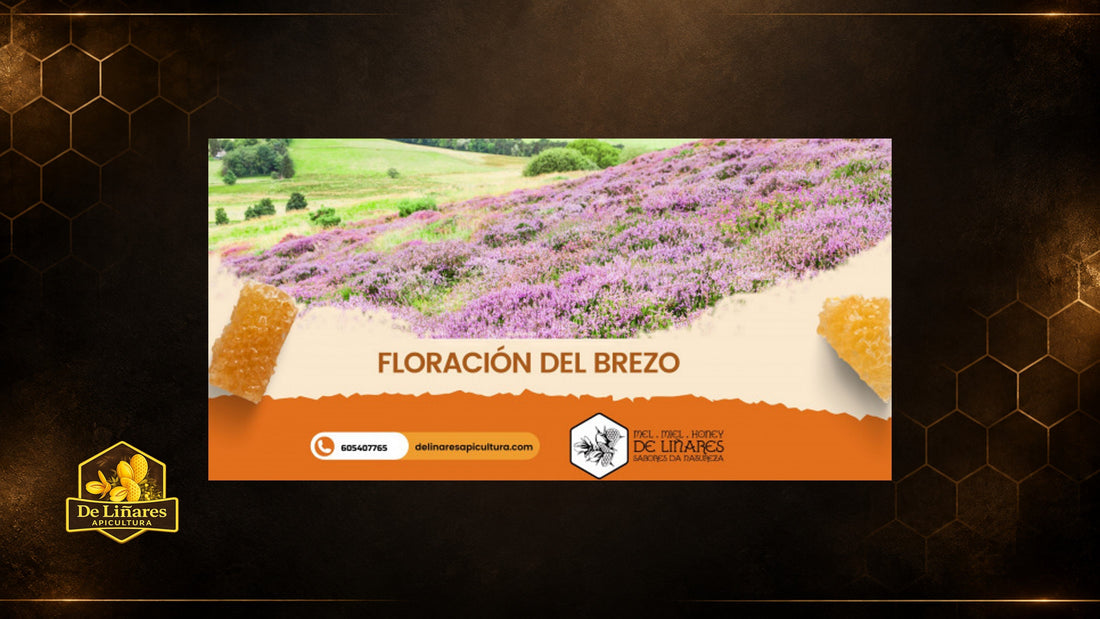 Brezo Una Planta Vital para las Abejas y el Ecosistema de Galicia