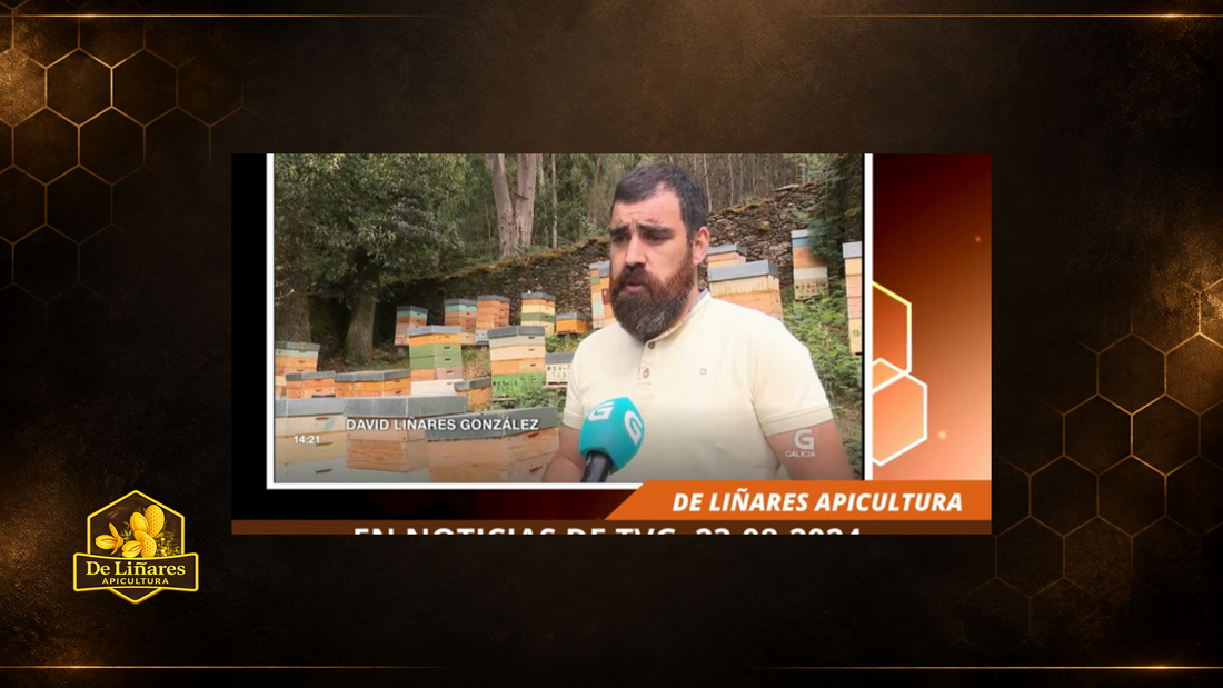 En TVG hablando sobre la cosecha 2024
