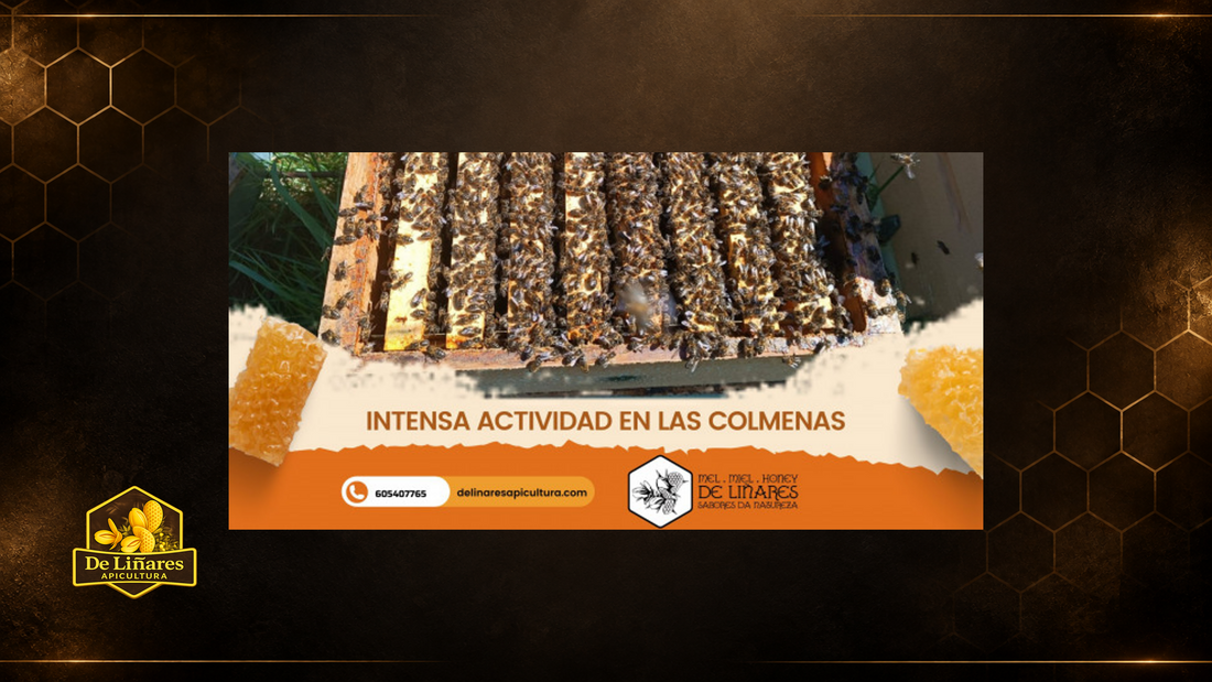 Intensa Actividad en las Colmenas al Principio del Verano