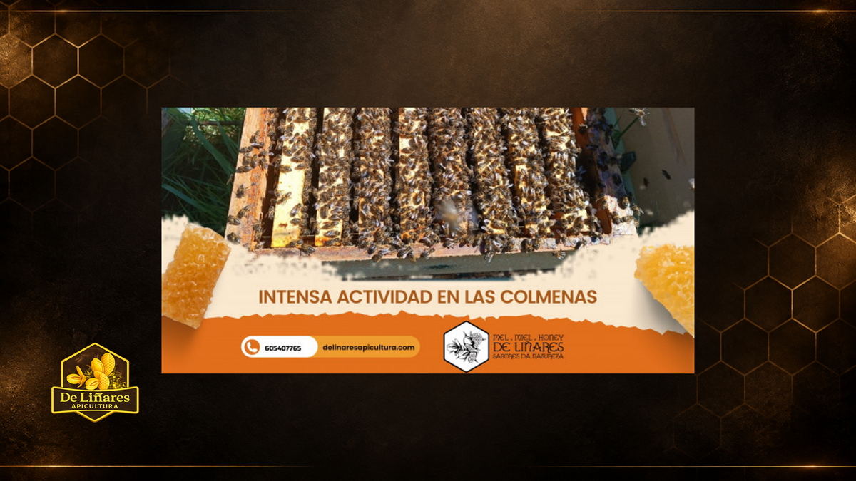 Intensa Actividad en las Colmenas al Principio del Verano