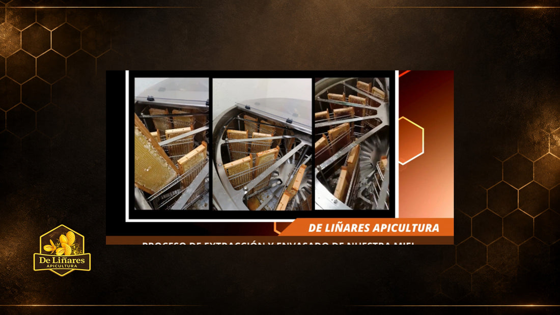 Proceso de extracción de nuestra miel en De Liñares