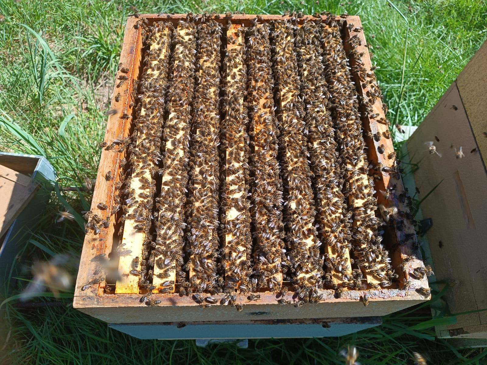 Colmenas de Abejas de Producción | De Liñares