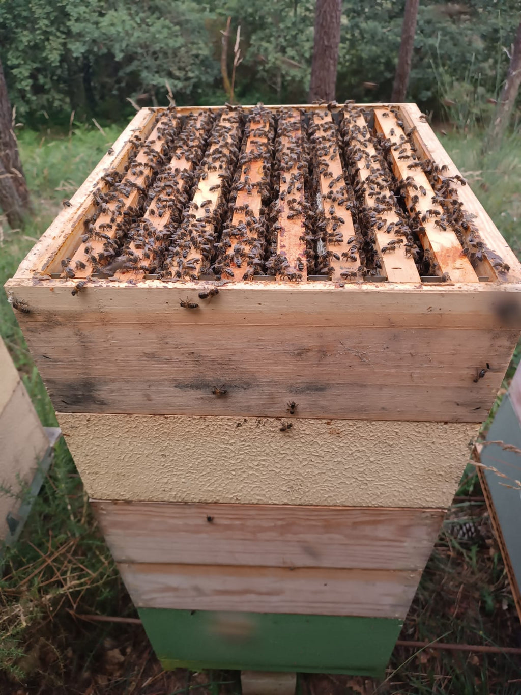 Colmenas de Abejas de Producción | De Liñares
