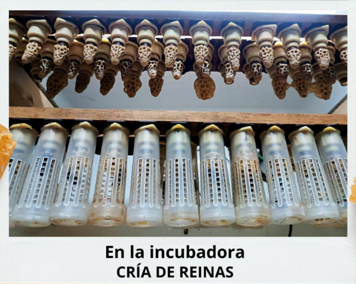 Abejas Reina Virgen de Alta Calidad | De Liñares