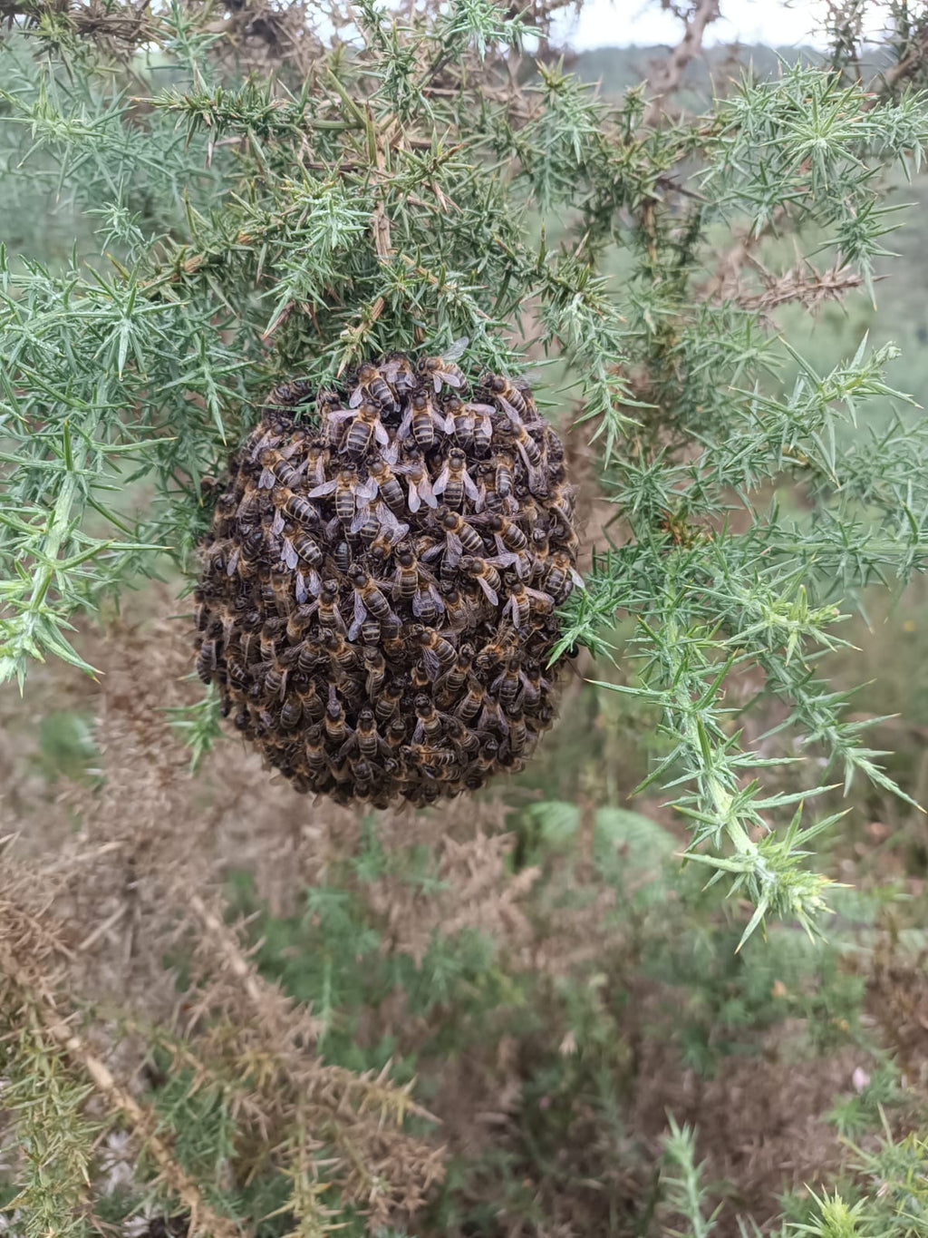 Enjambres de Abejas con Reina Fecundada | De Liñares