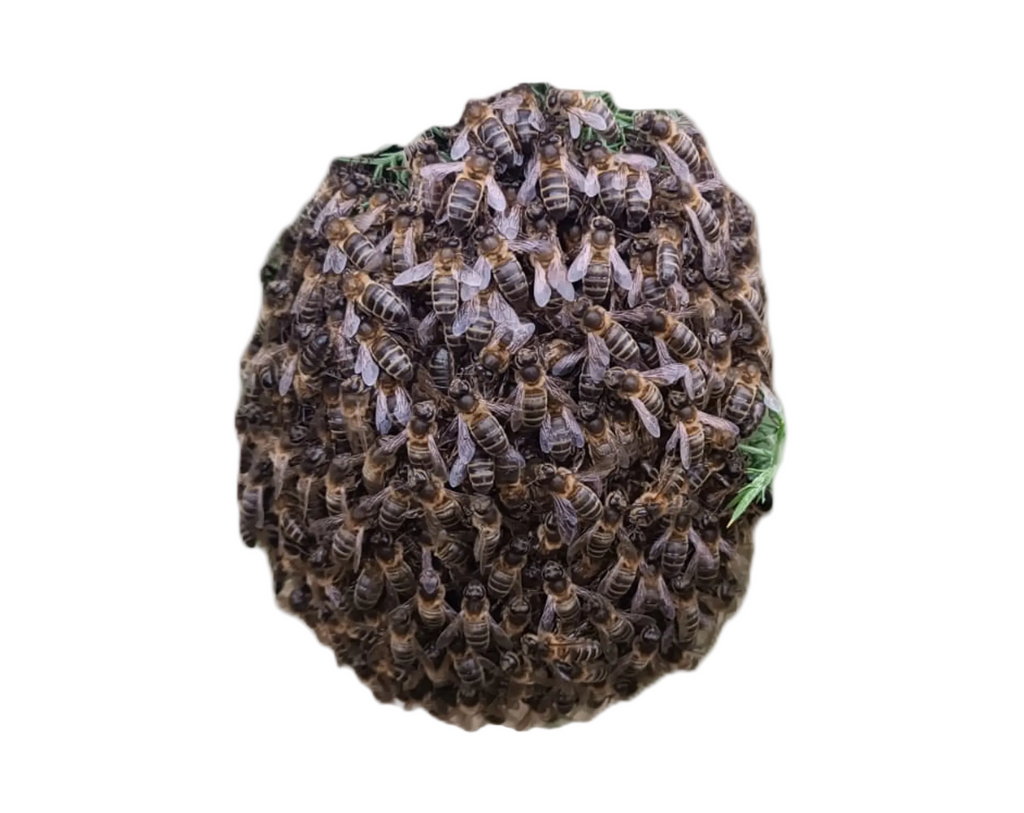 Enjambres de Abejas con Reina Fecundada | De Liñares