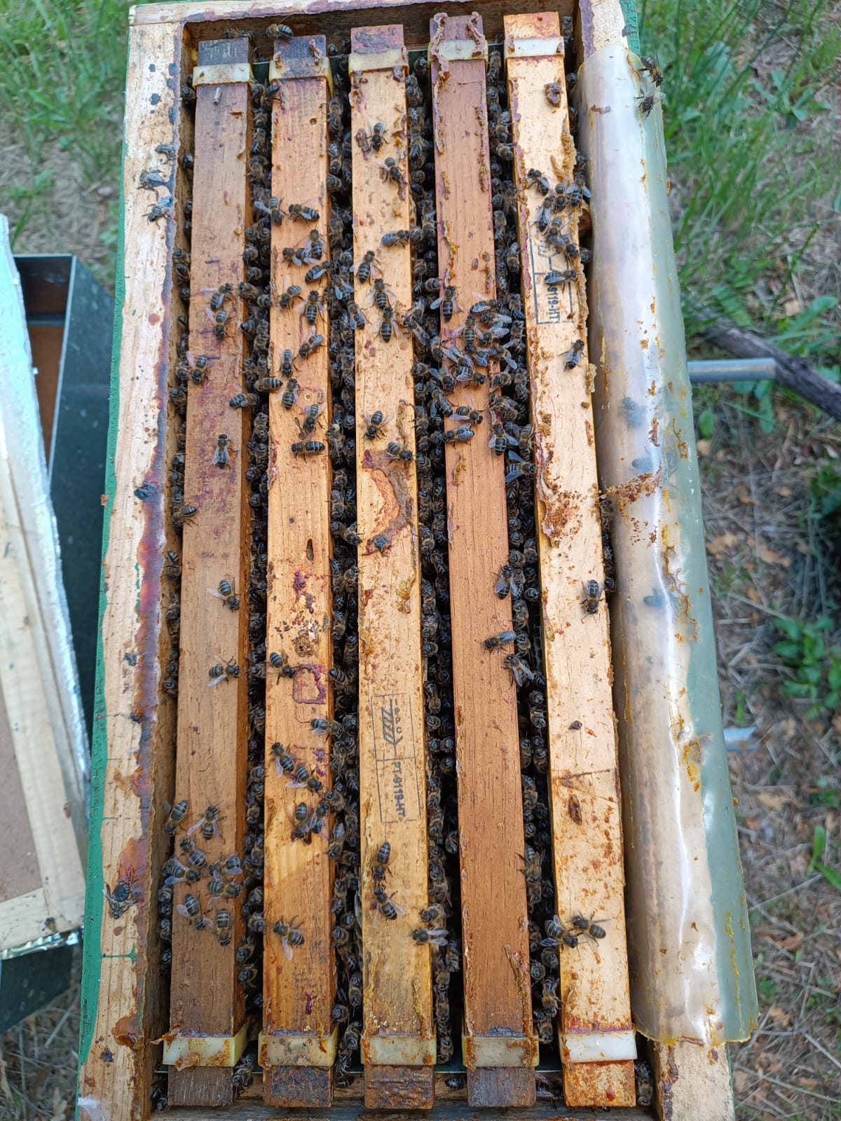 Núcleos de Abejas con Reina Fecundada | De Liñares