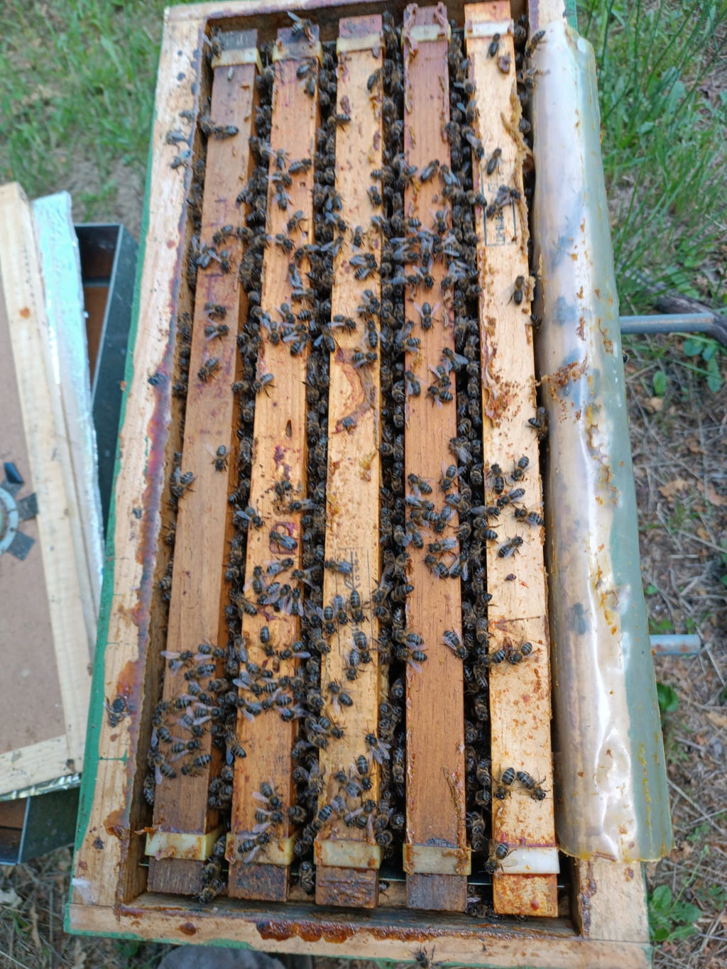 Núcleos de Abejas con Reina Fecundada | De Liñares
