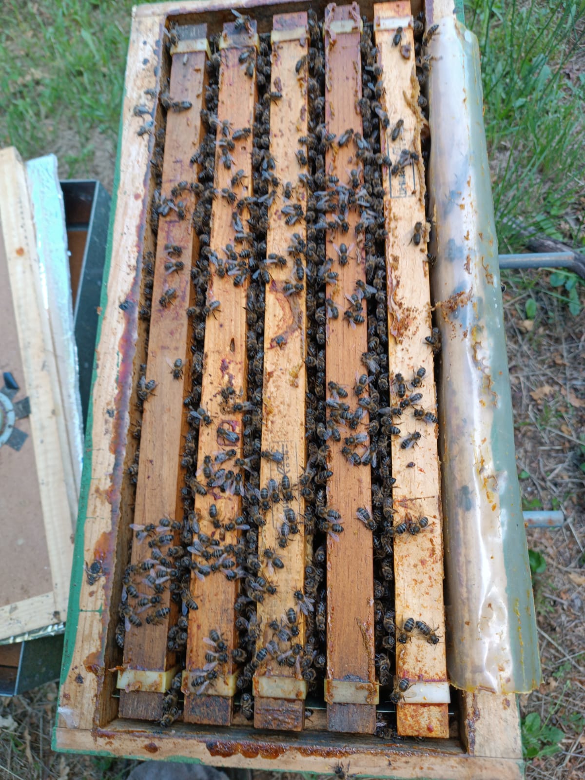 Núcleos de Abejas con Reina Fecundada | De Liñares