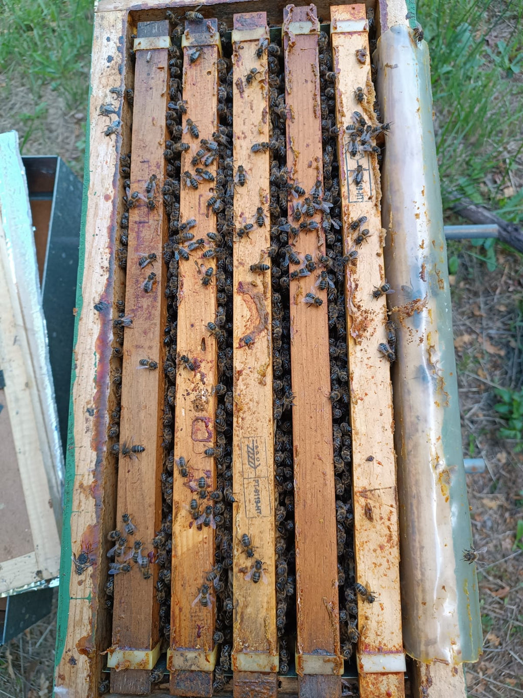 Núcleos de Abejas con Reina Fecundada | De Liñares