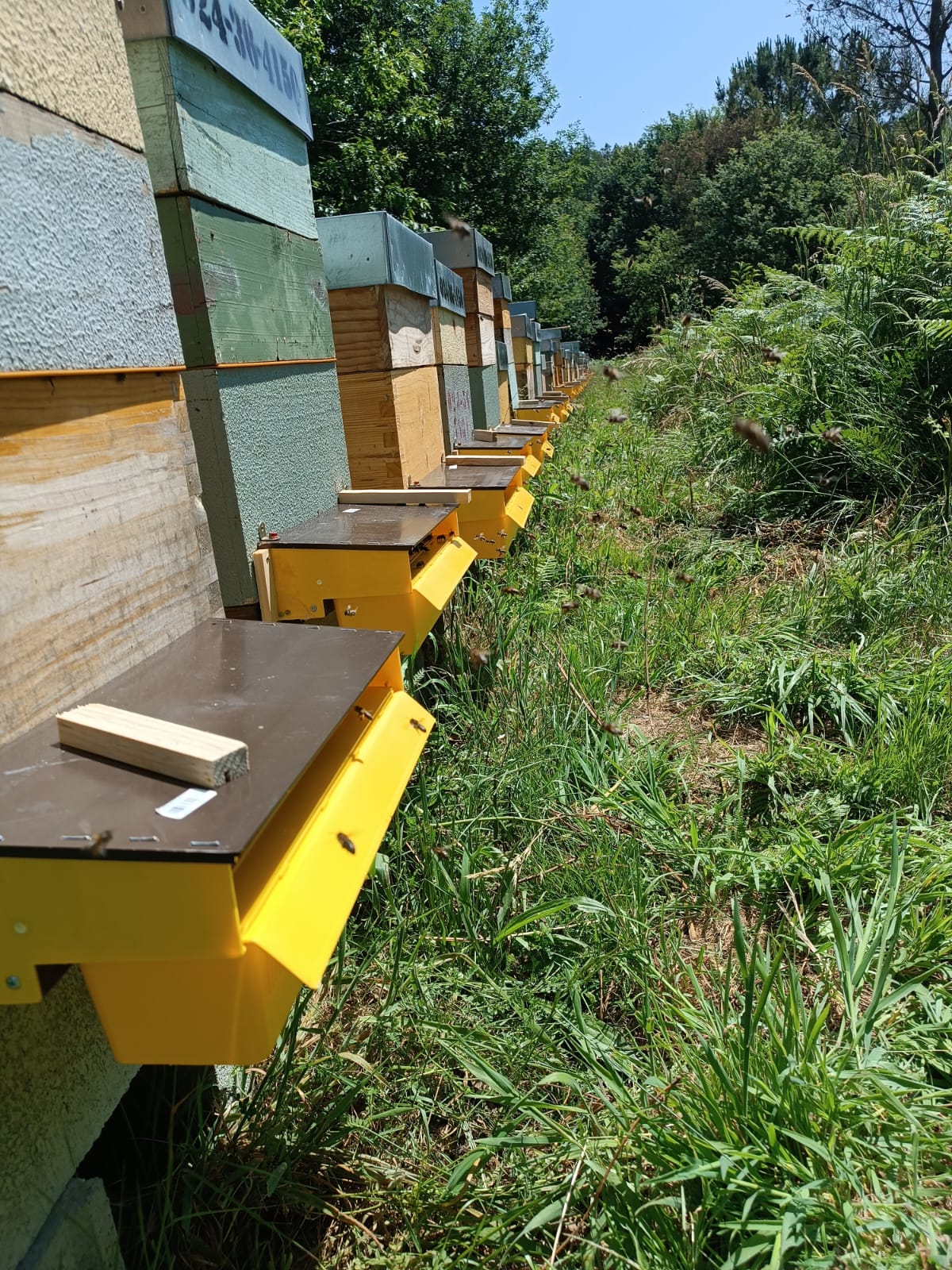 Polen Natural de Abeja Gallego | Mel De Liñares