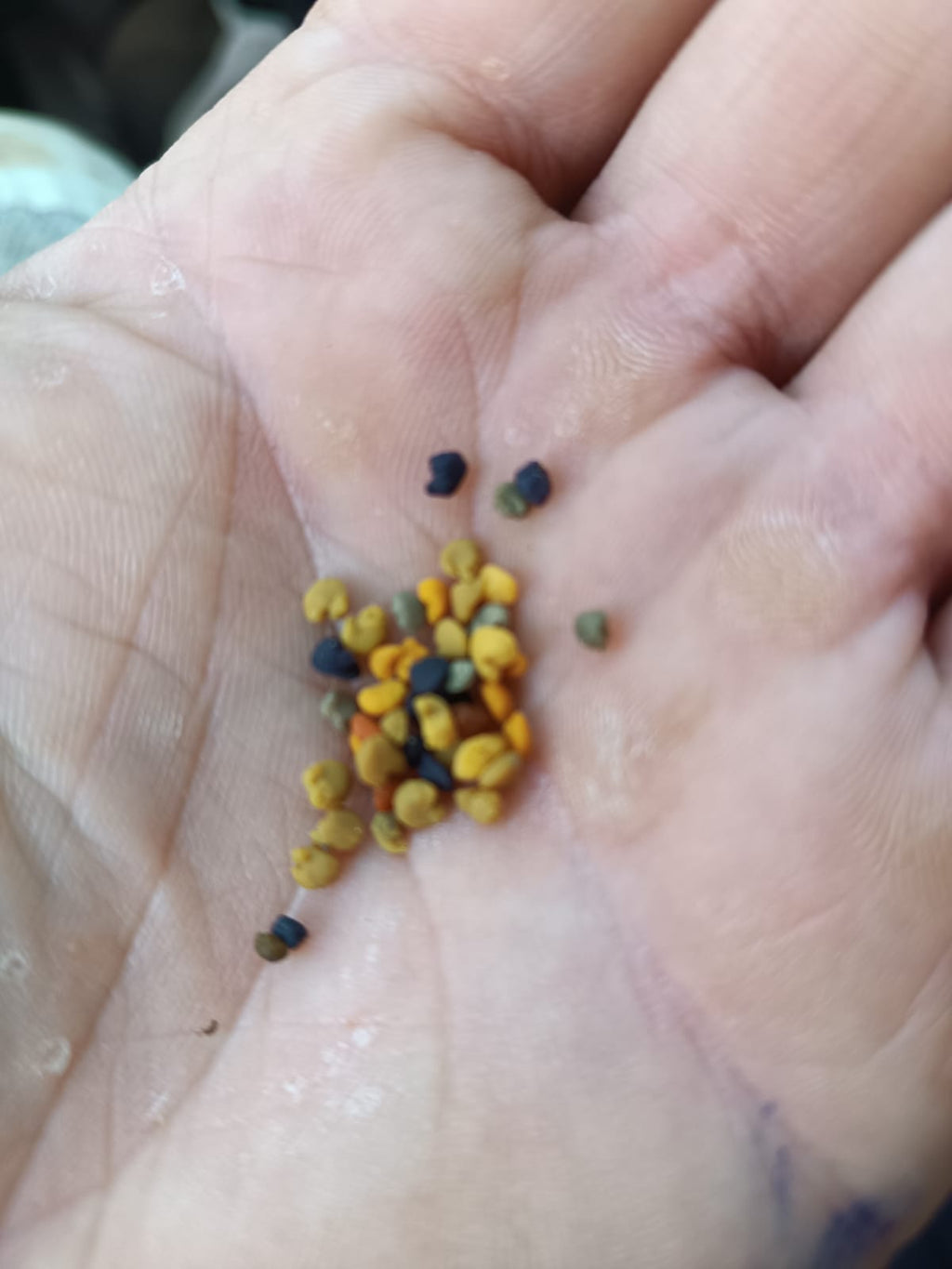 Polen Natural de Abeja Gallego | Mel De Liñares