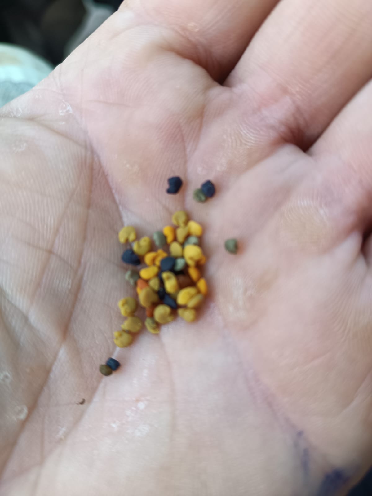 Polen Natural de Abeja Gallego | Mel De Liñares