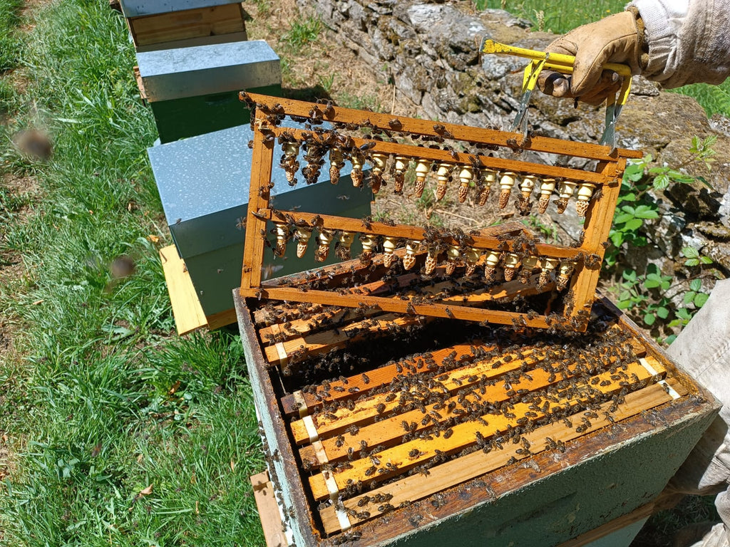 Celdas Reales de Abeja para Cría de Reinas | De Liñares