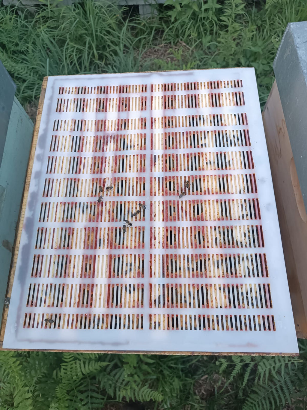 Propóleo Natural de Abeja Puro | Mel De Liñares