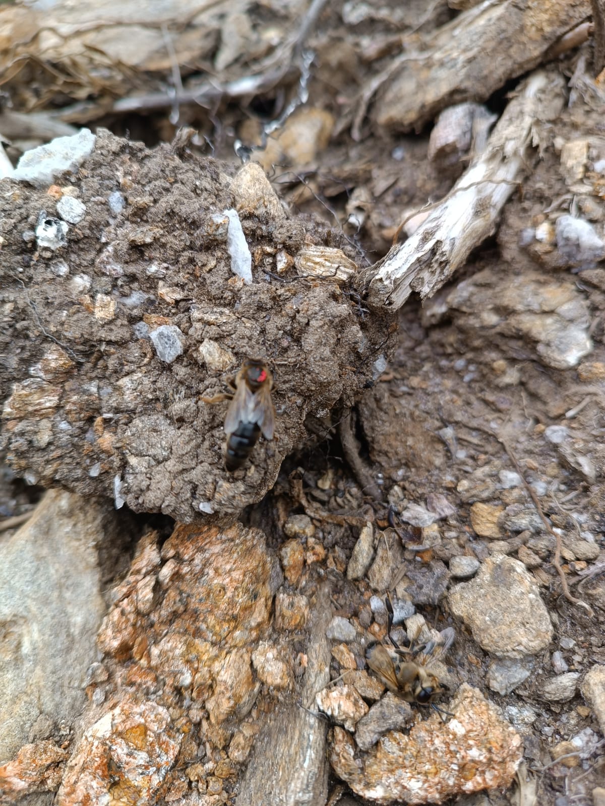 Abejas Reina Virgen de Alta Calidad | De Liñares
