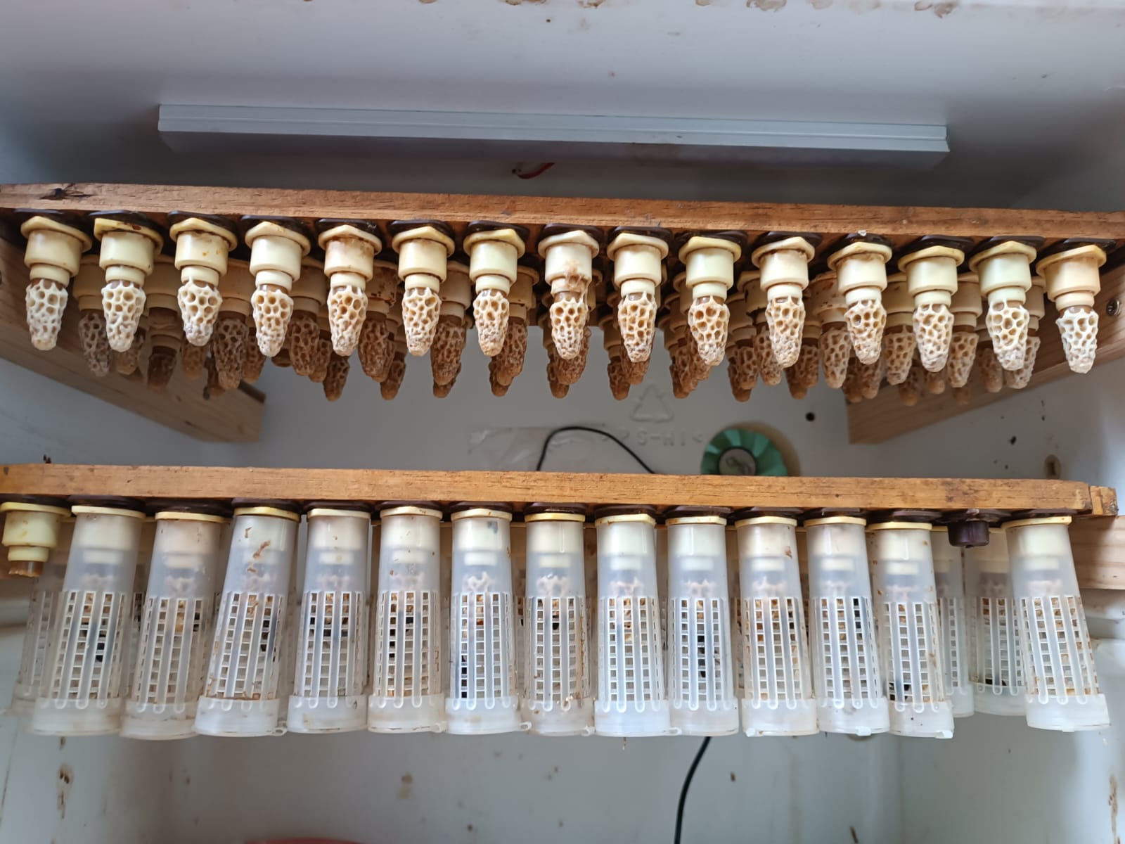 Abejas Reina Virgen de Alta Calidad | De Liñares