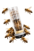 Abejas Reina Virgen de Alta Calidad | De Liñares