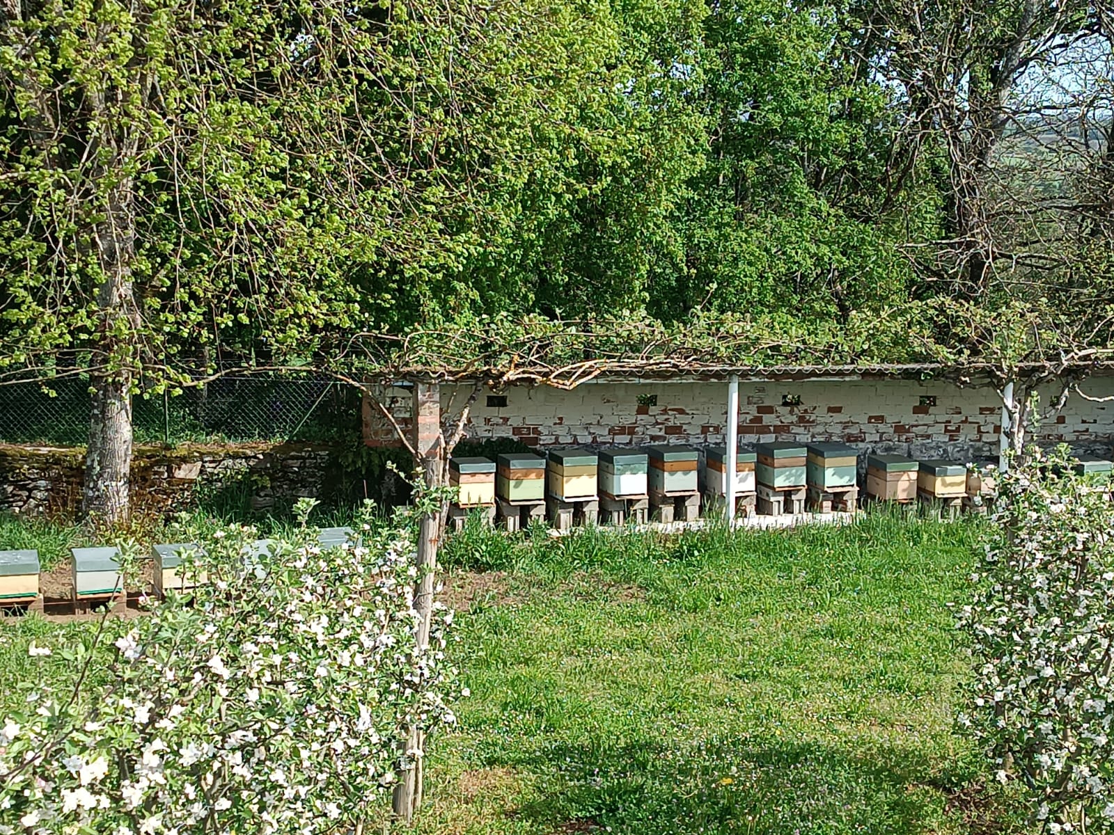 Servicios de Polinización con Abejas | De Liñares