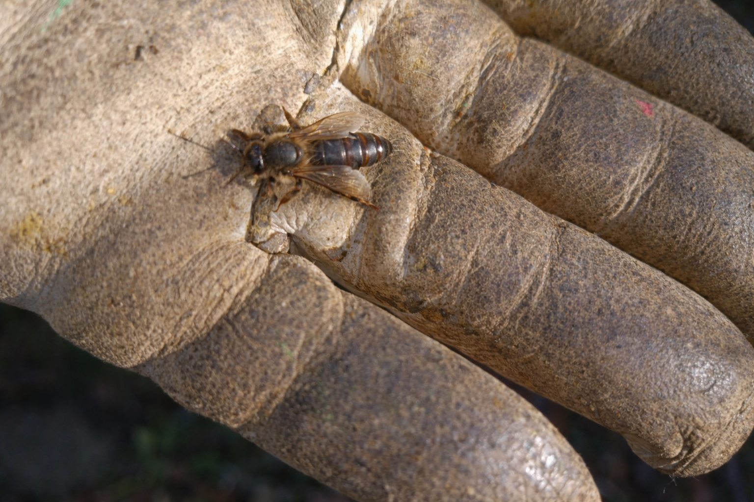 Abejas Reina Virgen de Alta Calidad | De Liñares