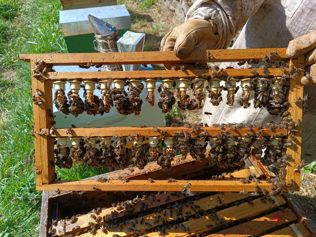 Celdas Reales de Abeja para Cría de Reinas | De Liñares