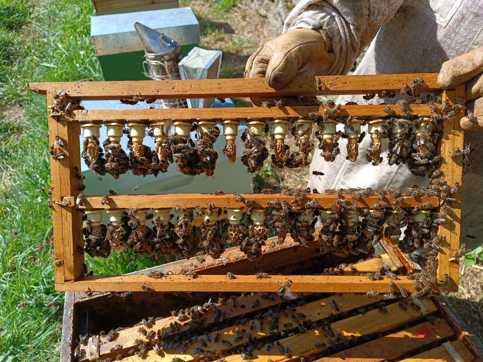 Celdas Reales de Abeja para Cría de Reinas | De Liñares