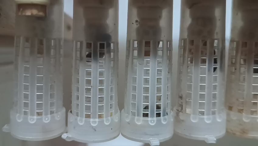 Abejas Reina Virgen de Alta Calidad | De Liñares