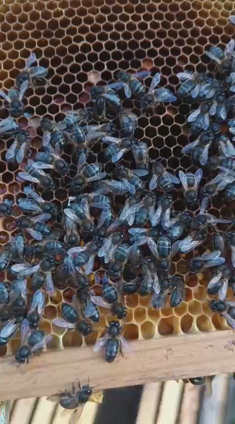 Abejas Reina Virgen de Alta Calidad | De Liñares
